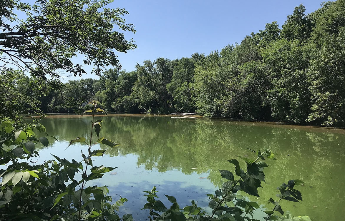 Drowning in nutrients: Navigating stormwater pond remediation