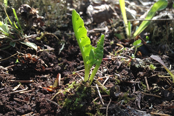 Green plant sapling sprouting through soil.