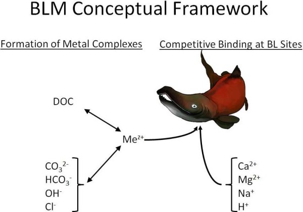 BLM conceptual framework