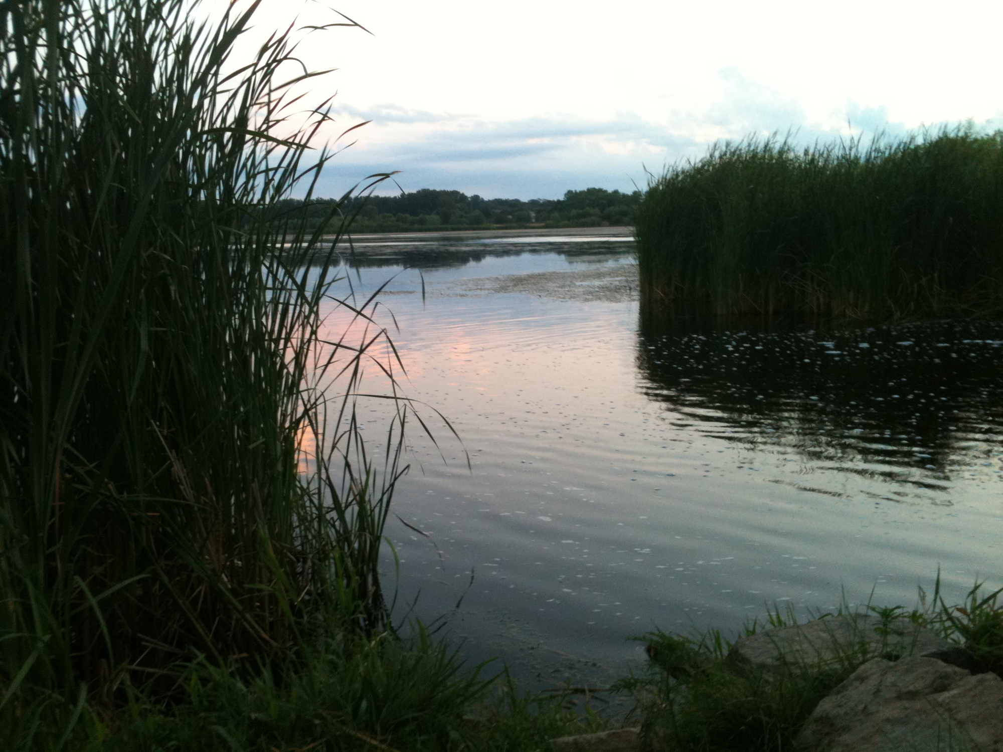 A lake with aquatic grasses in the foreground at late dusk