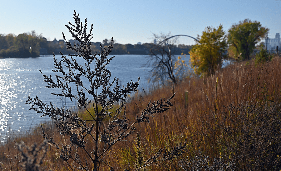 A dried plant in the foreground with a sparkling body of water, autumn trees, and a distant arched bridge and city skyline under a clear blue sky.