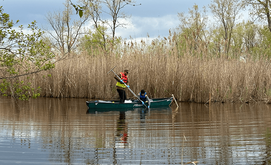 A worker wearing a life jacket and holding a net pole stands in a canoe on a pond surrounded by tall grass